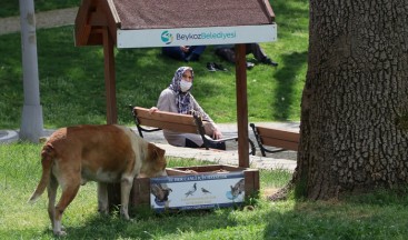 İstanbul’da en fazla sokak hayvanı barındıran ilçe Beykoz