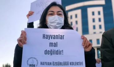 Beykoz Barınağı veterineri: Kutuda unutulup açlıktan ölen kediler var